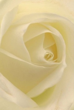 This evocative close-up reveals the soul of a rose-a swirl of ivory petals layered in perfect harmony as if shaped by gentle London rain. The velvety petals, almost glass-like in their translucence, invite touch and reflection, echoing the gentle artistry found in Kentish Town's local flower shops. Soft, diffused light cradles the bloom, illuminating cream and pale golden hues without harshness-like the dawn light washing over Regent's Canal. The rose's elegant form, beautifully detailed and invitingly serene, whispers of calm amid the neighbourhood's tapestry of creative energy. Picture this bloom as the highlight of an anniversary bouquet, or a peaceful token gifted to a loved one near Kentish Town Forum, its grace speaking louder than words. The scent, barely there and delicately sweet, drifts in imagined tendrils through a quiet living room, bringing comfort and intimacy. Each petal's gentle curvature is a hallmark of true floral artistry, offering a heartfelt, timeless elegance that Kentish Town locals turn to in moments of celebration, remembrance, or everyday affection.